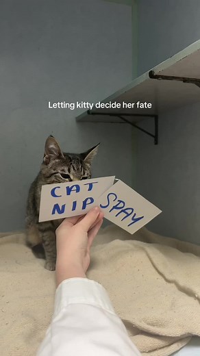 Successful Spay Surgery for Kitty: A Happy Outcome