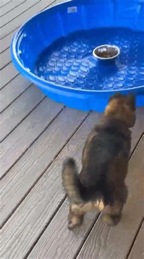 Von Cluskey "T" litter born 8/10/2025 The past few days I've started having the Terrifics search for their lunch. Started out pretty easy until they understood the game and have gradually made it harder--food dish around corners, between things, further away. Today was the first time though that I put it inside something else to see what they would do. This is Miss Light Blue's search. Be sure to check out the other posts to see the rest of the Terrifics' lunch searches! Sire: SG Noris z Michalk