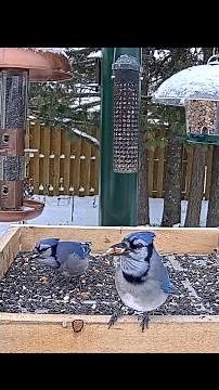 Red-breasted Nuthatches Grab And Go After Blue Jays Pack Away Seeds In Ontario
