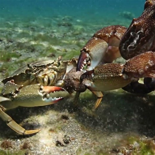 THE CRAB THAT CUT THE OCTOPUS 'GRIP