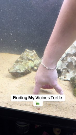 Zilla Turtle Tank Water Filter Review