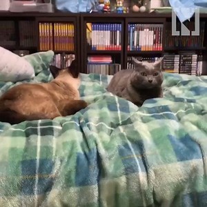 11K views · 145 reactions | A user captured the moment the earthquake shook Fukushima | The National | Facebook