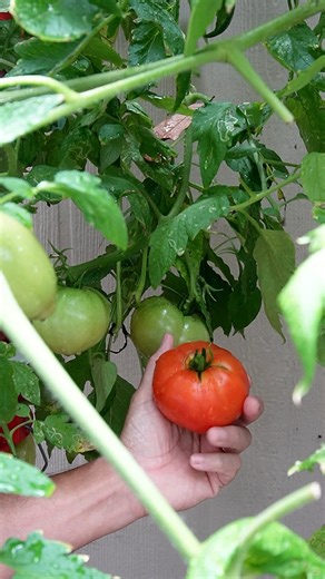 Tomato Tower DIY Hydroponics 😀🌿🍅🍅 #diy #hydroponics #gardening #tomatoes | Keep on Growin'