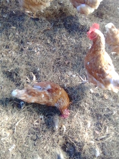 Mezcla de Gallinas: Riesgos y Recomendaciones