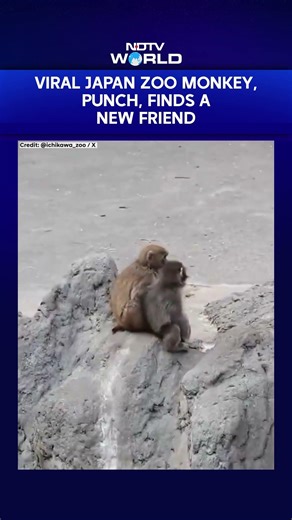 Viral Japan Zoo Monkey, Punch, Finds A New Friend