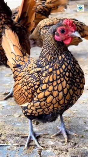 Sebright is a British breed of bantam chicken. It is a true bantam #birds #trendingshorts