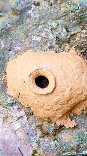 Inside a Mud Dauber’s Nest: Nature’s Amazing Engineering! 🐝🏠