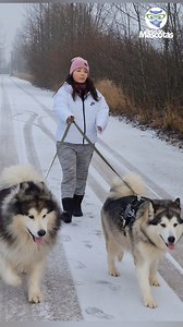 El malamute de Alaska o alaskan malamute es un perro fiel y amigable 🐶💚 #alaskanmalamute | Notas de Mascotas
