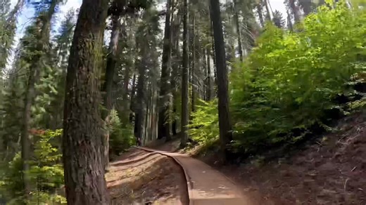 Big Trees Trail, Sequoia National Park, California, USA 🇺🇸🇺🇸🇺🇸 #4kscenicdrivesandhikes #usaroadtrip #usa | 4K Scenic Drives and Hikes Worldwide.