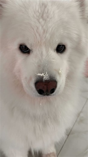 Someone please confiscate my mom's phone immediately. 😭🐻‍❄️#samoyed #dog #dogshorts