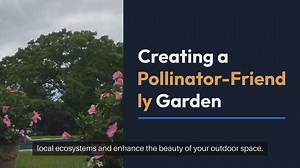 Best Outdoor Plants for Pollinator-Friendly Gardens