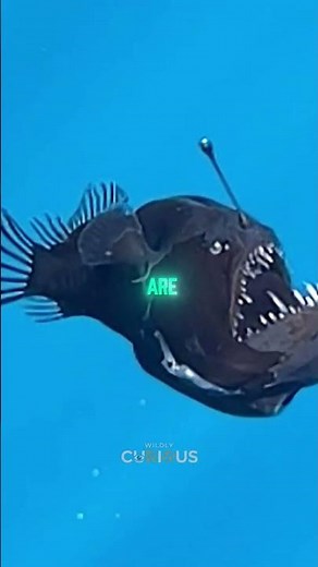 Anglerfish: The Deep Sea’s Living Lantern