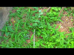 Men pee into weed| Men peeing to orange tree| pee in outdoor|