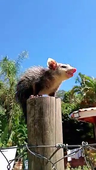 Hangry possum, takes bite of banana, proceeds to aura farm while eating and bleps. Truly the video of all time