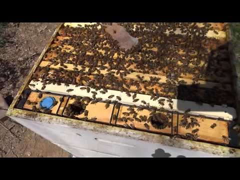 Cloake Board Queen Rearing