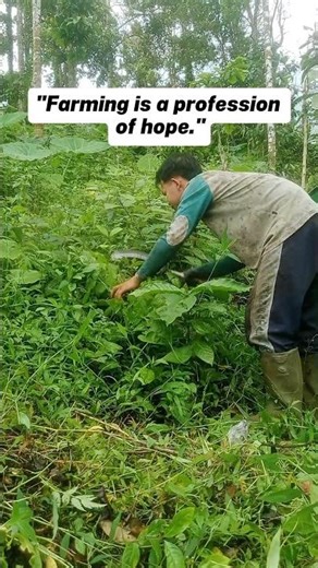 Clearing Weeds Around Coffee Trees 🌱 #coffeefarm #shortvideo #shorts