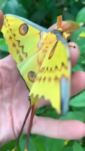 அழகான வண்ணத்துப்பூச்சி || Comet Moth Butterfly Facts || Tamil Info Share #shorts