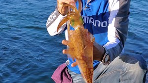 89K views · 767 reactions | NEW! Trolling for Squid Sometimes, trolling for squid is the best way to find them if the going is tough. You cover more ground and if you use this technique, you shouldn't even have to touch the rod until a squid jumps on. We also show you what a squid sees underwater. Find these jigs at Anglers Fishing World ... | Perth Fishing TV | Facebook