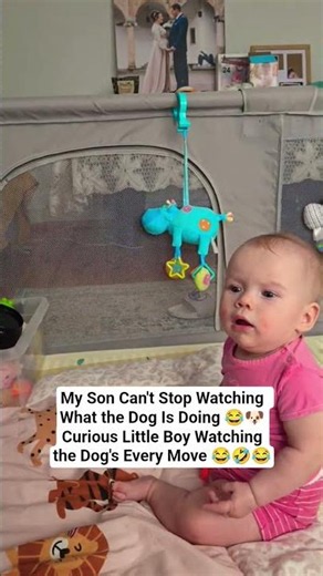 My Son Can't Stop Watching What the Dog Is Doing 😂🐶Curious Little Boy Watching the Dog's Every Move