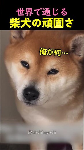 The stubbornness of the Shiba Inu is well-known around the world