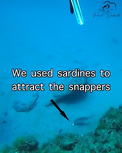 Spearfishing mutton snappers with sharks in Jupiter, Florida. We hunted on a ledge 75' deep. The current was very light and we used sardines to attract the snappers. | Paul Dabill Photography