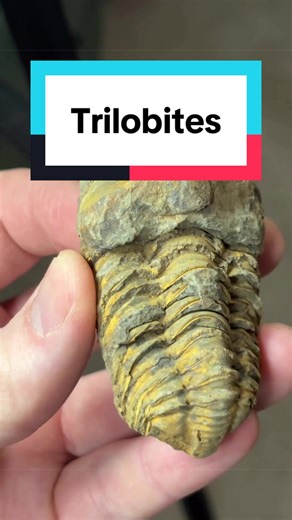 Trilobite fossils for the win #geology #fossil #earthscience #geologyrocks #trilobite