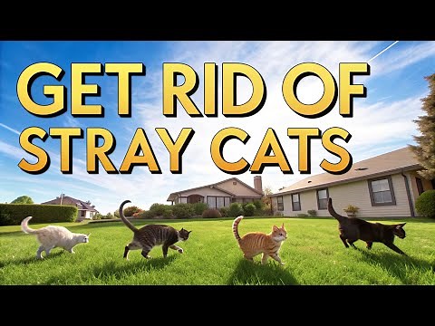 How To Get Rid Of Stray Cats Permanently (Tried & Tested!)