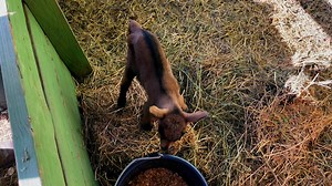 The most comprehensive tool for packing with goats. No matter your level of experience in goat packing there is something in this course for you. This course will benefit anyone regardless of goals for a pack goat string. | packgoats.com | Facebook