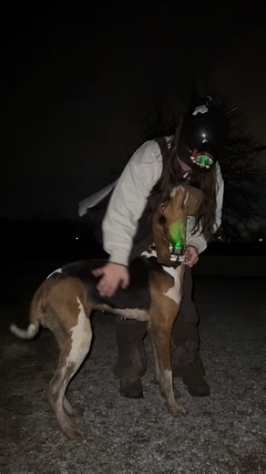 Hannah Doll on Instagram: "She’s got a song too! 🗣️🌙🦝 #treeingwalkercoonhound #hound #coonhound #huntingdogs"