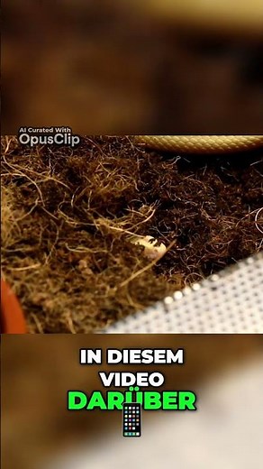 Kornnattern züchten 🐍 Wichtige Tipps zur Verpaarung #terrarium #schlangen #Kornnatter #Eier