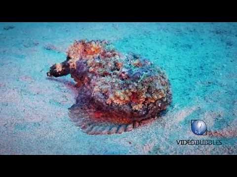 Scuba diving in red sea, octopus vs stonefish
