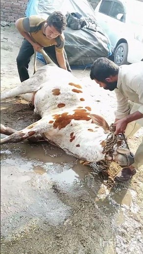 Lumpy Skin Disease in Cattle and Buffalo | Symptoms, Causes, Treatment, and Prevention