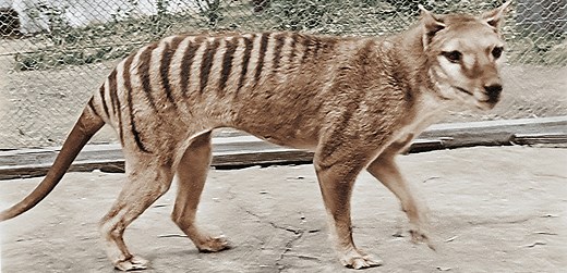 Tasmanian Tiger: Colourised Footage of the Last Thylacine