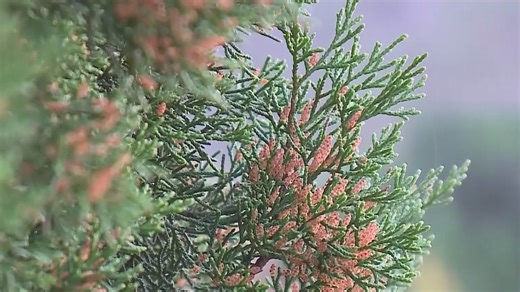 Incoming cold front could spike cedar pollen again