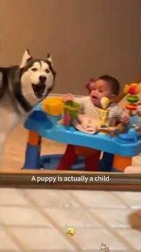 Dogs Are Basically Just Like Children! 😂🐶 | Funniest Dog Moments Ever