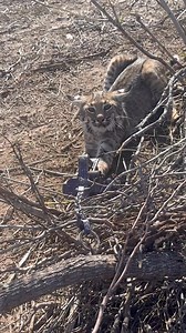 Bobcat trapping catch | Dunlap LURES