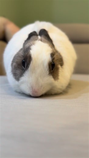 噗噗 on Instagram: "姊姊：噗噗~泥的耳朵呢？ 噗噗：偶也不知道… #bunny #うさぎ #侏儒兔 #兔寶 #🐰"