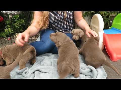 Labrador Puppies Are 4 Weeks Old!