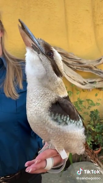 HEY #sandiegozoo #keepingbusy #kookaburra | kookaburra sound