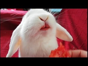 VIDEOS de CONEJOS GRACIOSOS Recopilación, CUTE and FUNNY BUNNIES, RABBITS Compilation.