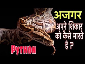 अजगर के बारे में 22 रोचक तथ्य || Interesting facts about Python In Hindi || Indian Pythons 🐍