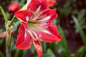 How to Care for a Potted Amaryllis So That It Blooms Again