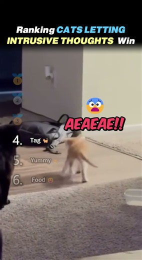 Ranking CATS LETTING INTRUSIVE THOUGHTS WIN Core Moments!! 😹💀