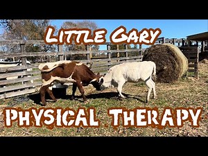 Lame Longhorn Bull Gets First Round of Physical Therapy