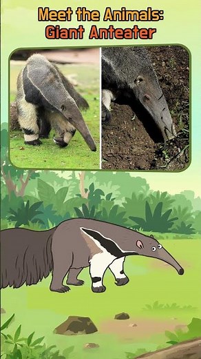 Giant Anteater's Super Sticky Tongue! | Meet the Animals | #shorts | Little Fox