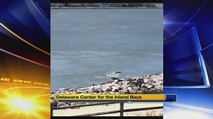 Shark spotted at Indian River Inlet in Delaware