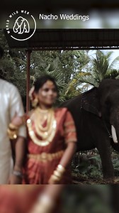 A grumpy elephant hit a bride and groom with a huge coconut leaf while they were taking their wedding pictures! 🐘🐘 #reels #india #elephant #wildlife #worldwildweb | Wild Sightings