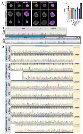 Human cell model recreates Alzheimer's-linked tau pathology and synapse loss