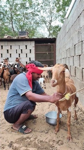 Goat being milked