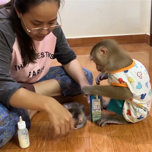 7.9K views · 185 reactions | Linda Doubtful W0rry When Jacky Carry Her Upside Down He@d . . . #fblifestylelife #fblifestyle #fblifestylemanagement #fblifestyletyle #fblifestylechallenge #fblifestyle #reel #cute #animals #lovely #newbornbabymonkey #monkey | Mr Jacky | Facebook